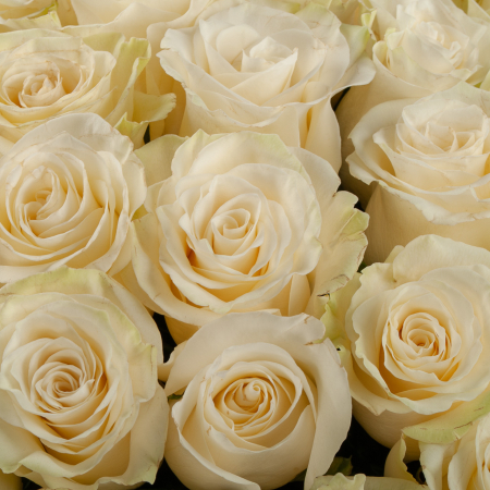 Букет 51 роза Мондиаль (Эквадор), 60 см