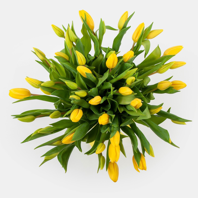 Букет 51 тюльпан Золотое солнышко