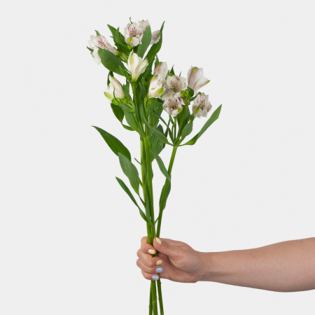 Альстромерия белая (3 шт.) Альстромерия белая (3 шт.)
