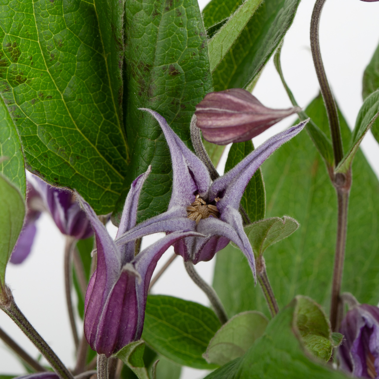 Клематис (3 шт.)