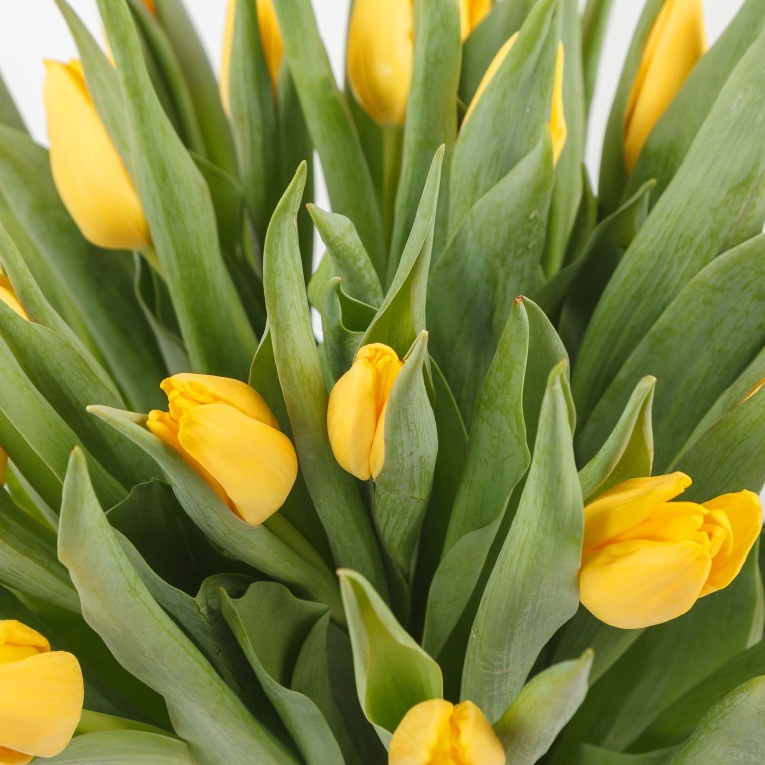 Букет тюльпанов Милая девочка