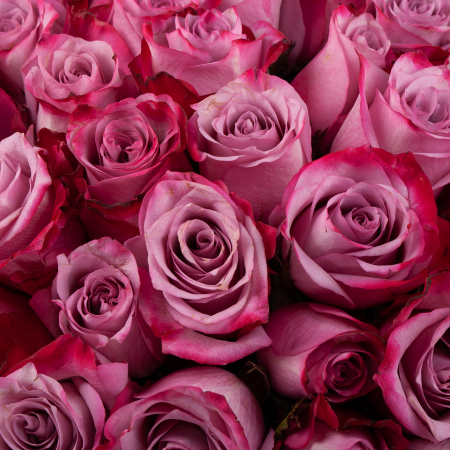 Букет из 51 розы Розовое ожерелье