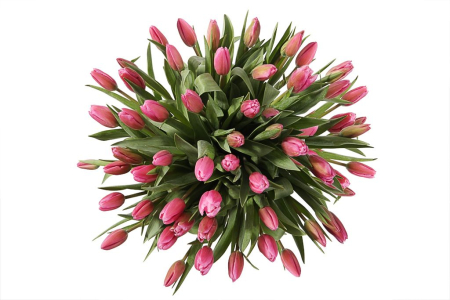 Букет 51 тюльпан, розовые