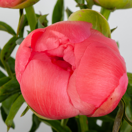 Пион Корал Сансет (3 шт.)