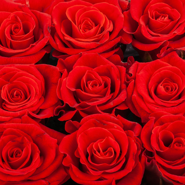 Розы в коробке Девять поцелуев