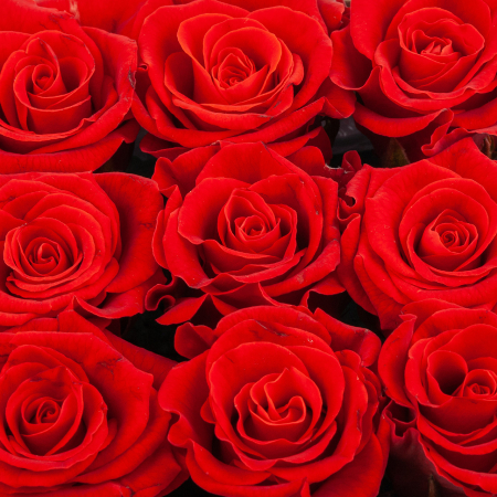 Розы в коробке Девять поцелуев