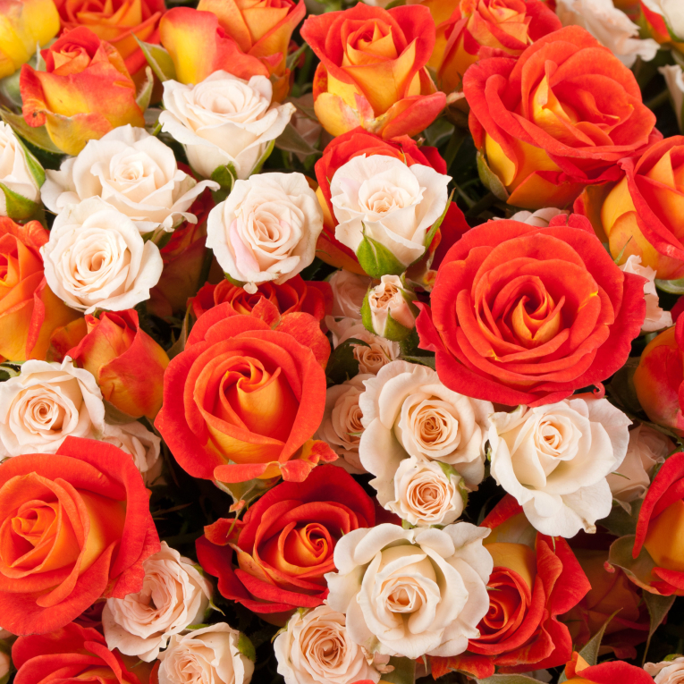 Букет в коробке Апельсиновый чизкейк (51 роза)