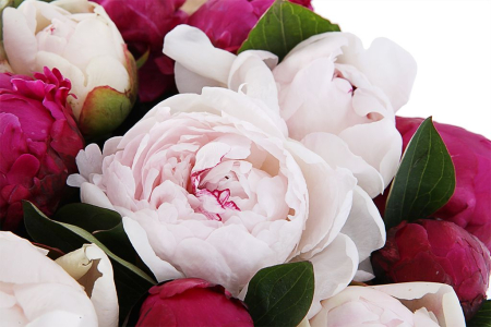 Букет из пионов Рубиновый закат