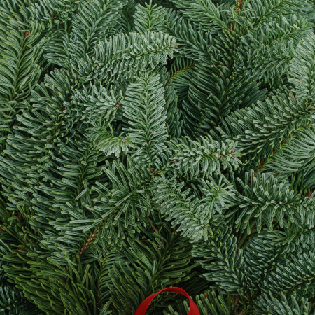 Нобилис (3 шт.)