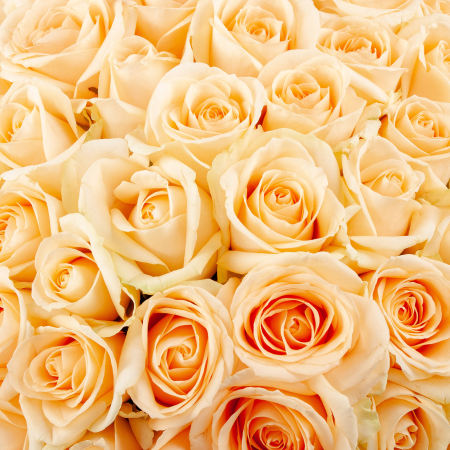 Букет в голубой коробке Утренняя соната (101 роза)