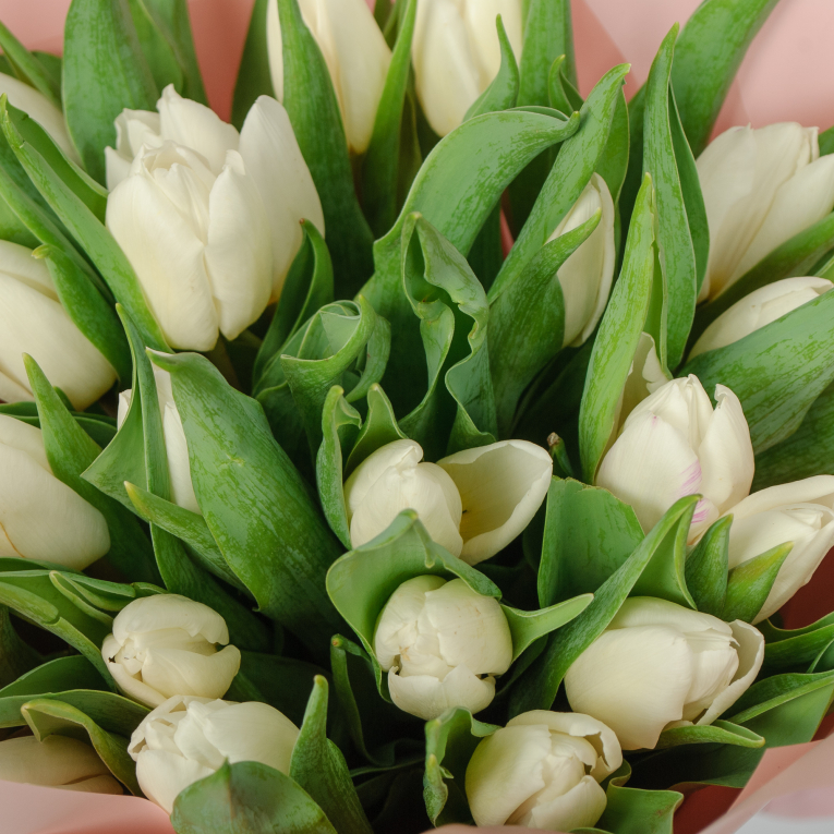 Букет 25 белых тюльпанов