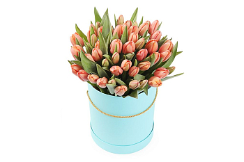 Букет 51 королевский тюльпан в голубой коробке, коралловые