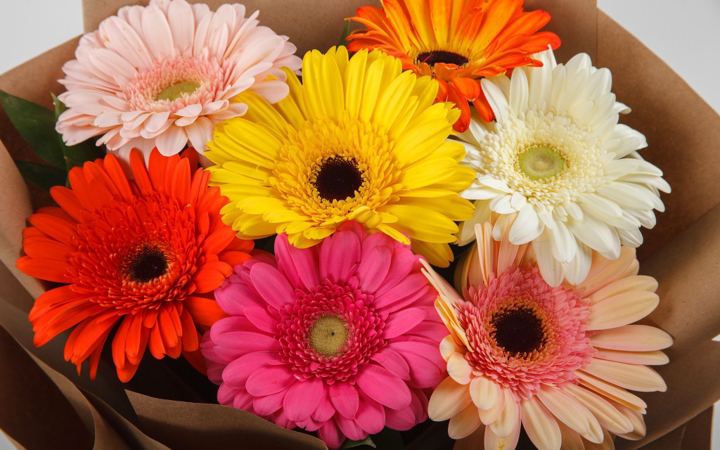 Букет из 7 гербер Раскраска + торт «Наполеон» (570 г)