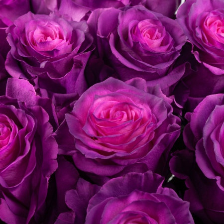 Букет 25 роз Лунный рассвет