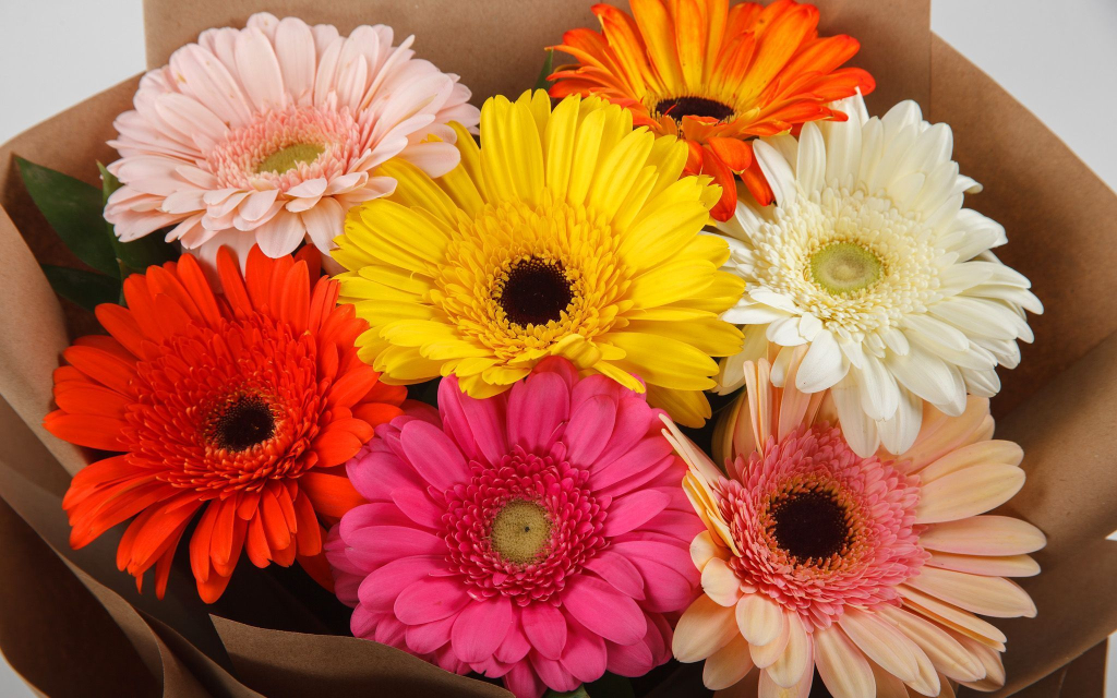 Букет из 7 гербер Раскраска + торт «Пломбир-клубника»