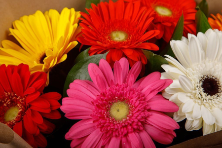 Букет из 7 гербер Раскраска