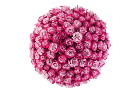 Букет 101 роза Дип Перпл