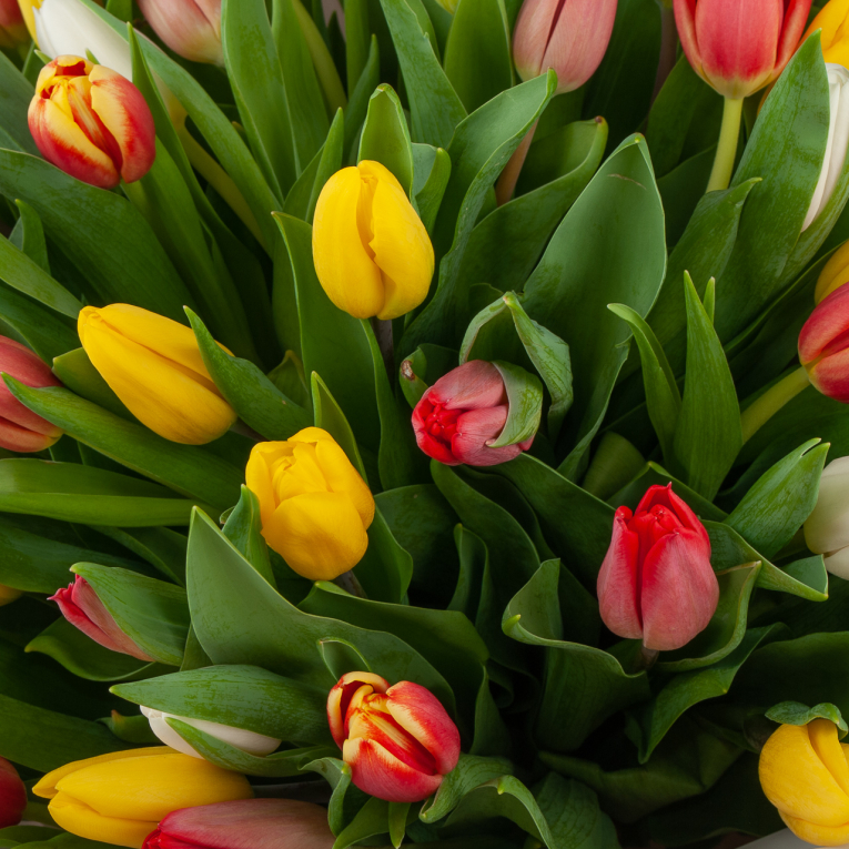 Букет 75 тюльпанов Лучики солнца