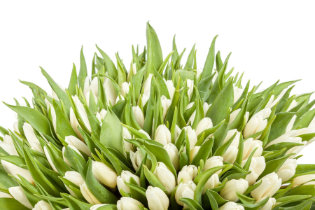 Букет 151 тюльпан, белые