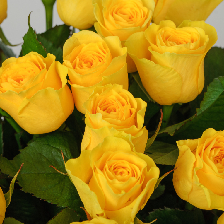 Букет 25 роз Илиос