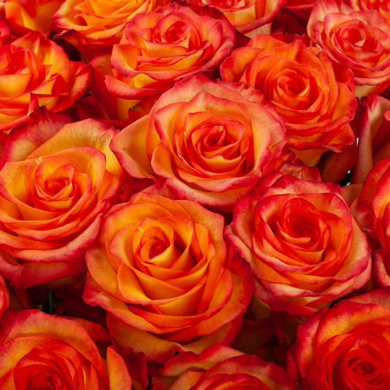 Букет 51 роза Хай Мэджик