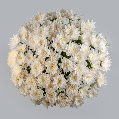 Букет 15 белых кустовых хризантем с атласной лентой