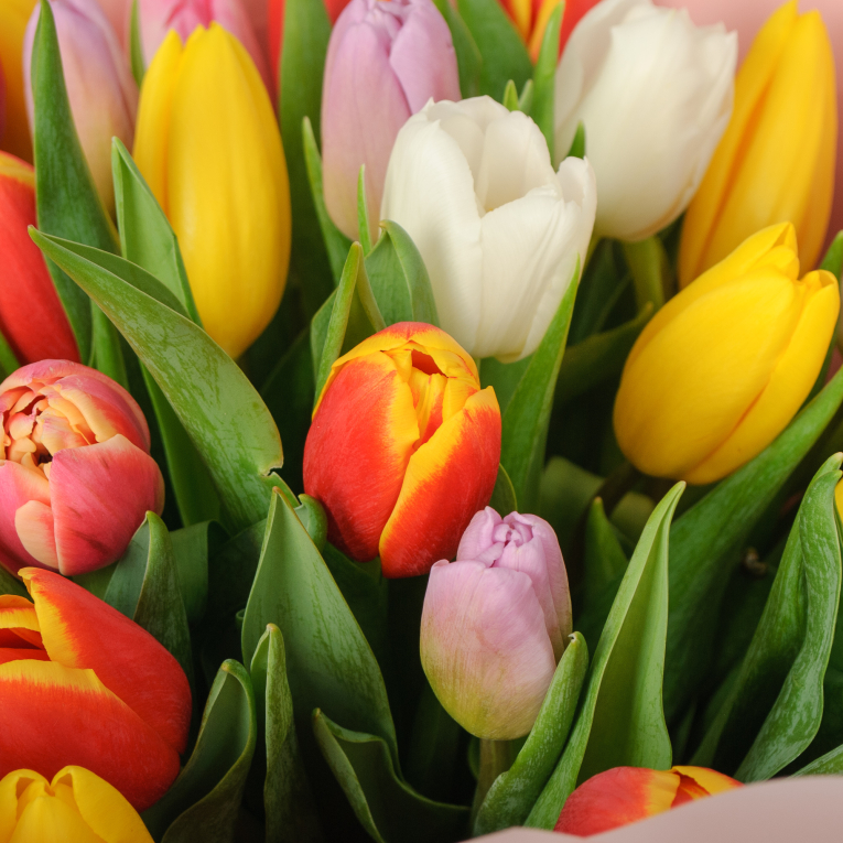 Букет 35 тюльпанов микс