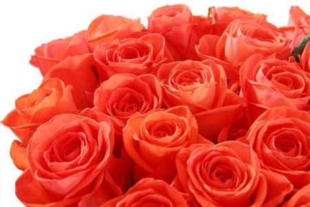 Букет 31 роза Вау