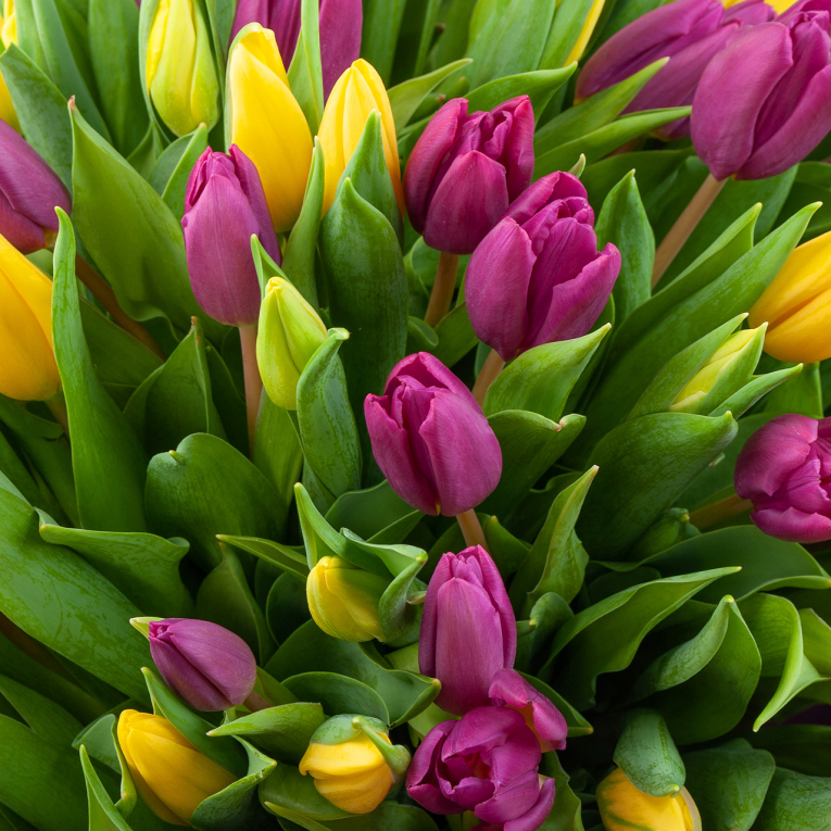 Букет 101 тюльпан Весенний фейерверк