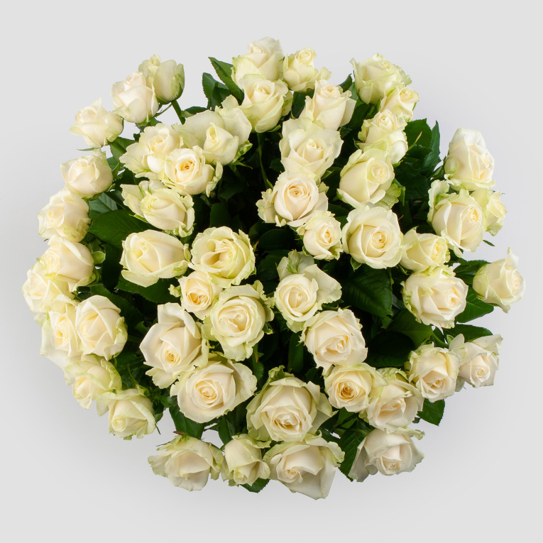 Букет 51 роза Аваланш 50/60 см