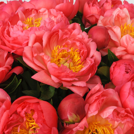 Букет 21 пион В порыве чувств