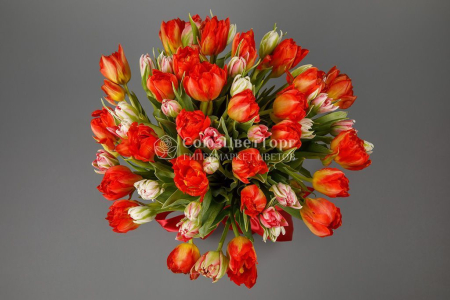 Букет 51 тюльпан, красно-розовые