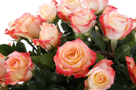 Букет 35 роз Кабаре в корзине