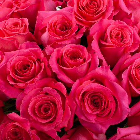 Букет 51 роза Пинк Флойд (Эквадор), 60 см