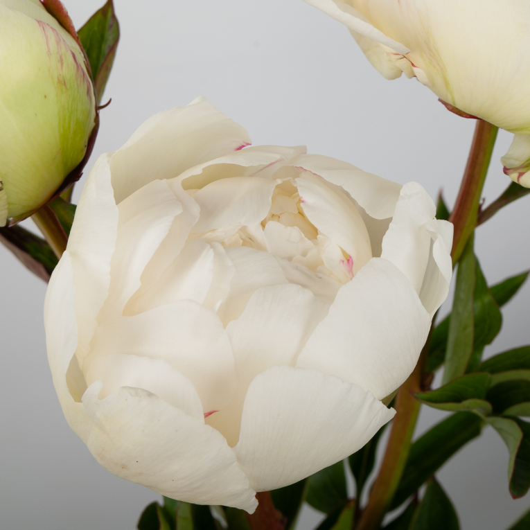 Пион Ивори Виктори (3 шт.)