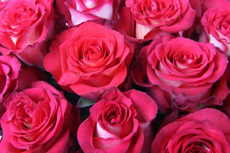 Букет 35 роз Игуазу