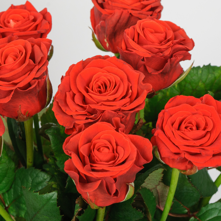 Букет из 9 роз Эль Торо