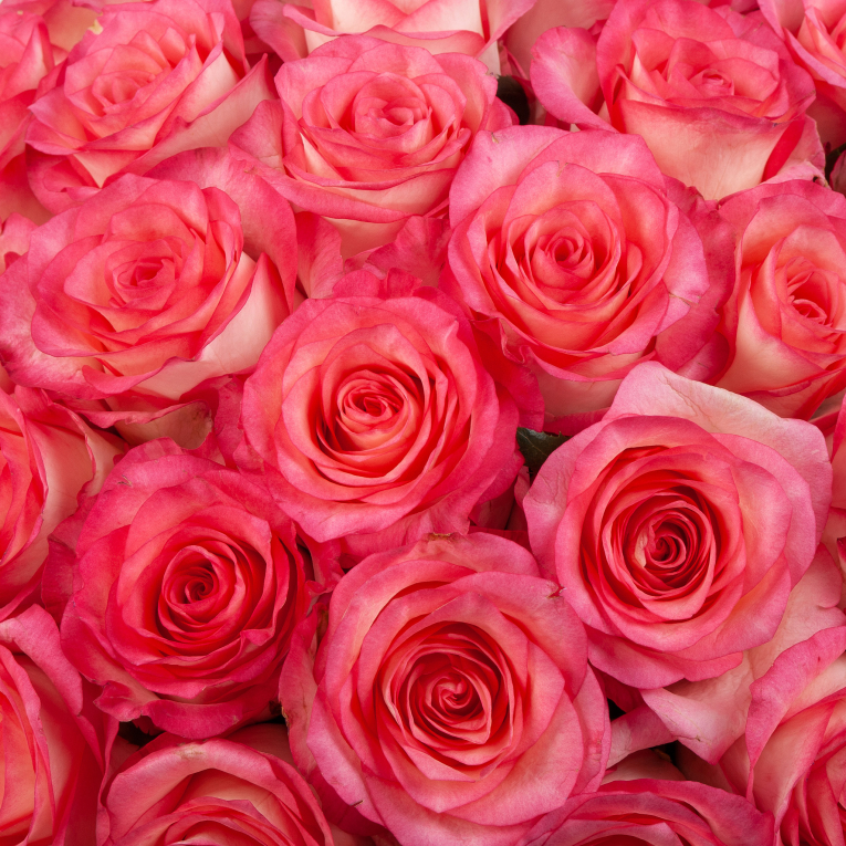 Букет в зеленой коробке Женское счастье (51 роза)