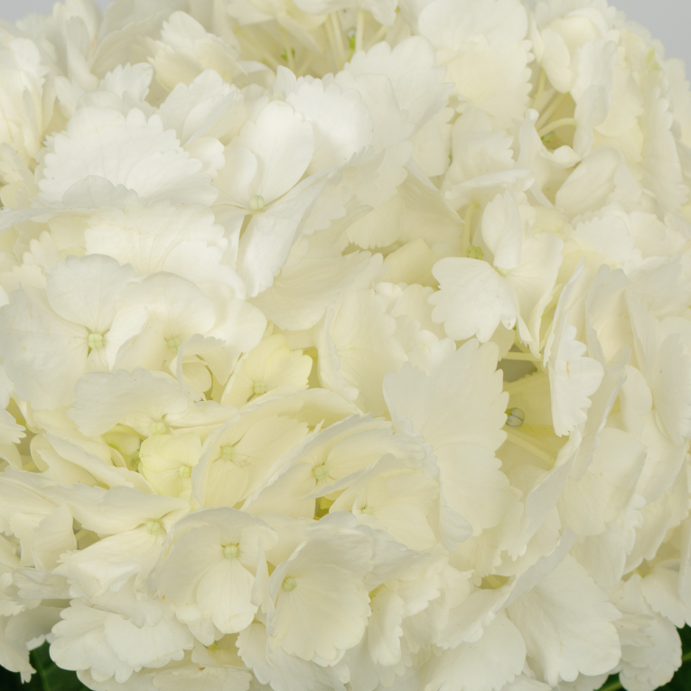 Гортензия белая (1 шт.)