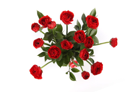 Букет из 15 ранункулюсов Красная Шапочка