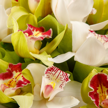 Букет из орхидей Фисташковое мороженое
